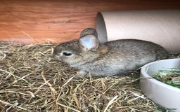 Netherland Dwarf rabbits for sale: 2 beautiful netherland dwarfs  - Image 4