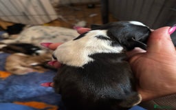 Cocker Spaniel dogs for sale: Beautiful cocker puppies  - Image 18