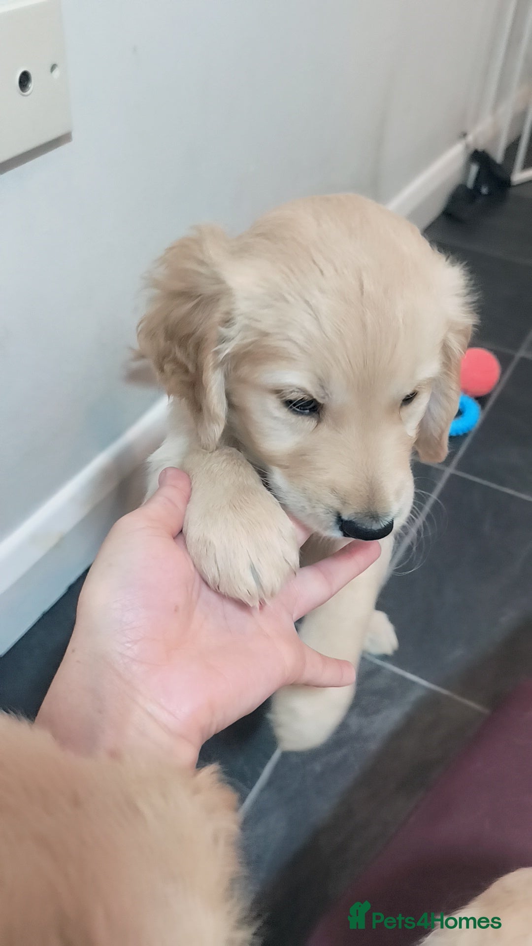 Golden Retriever dogs for sale: Gorgeous golden retriever puppies 🐕 - Advert 13