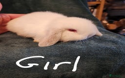 Mini Lion Lop rabbits for sale: Mini Lion lop, rew and blue point - Image 4