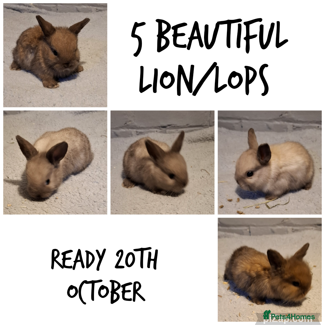Mixed Breed rabbits for sale: Rabbit for sale  - Image 3