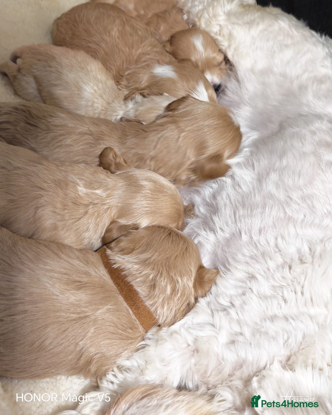 Maltipoo dogs for sale: Miniature Maltipoo Ready to leave soon - Advert 18