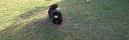Shih Tzu dogs for sale: 5 beautiful KC reg shih Tzu puppies  - Advert 25