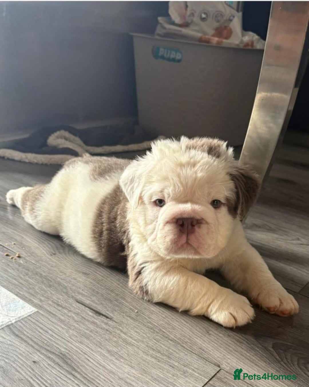 English Bulldog dogs for sale: Full fluffy British bulldog - Image 1