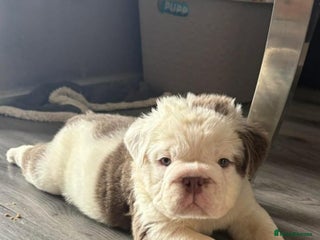 English Bulldog dogs - Advert 1