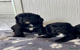 Cockalier dogs for sale: Cavalier x cocker spaniel puppies  - Image 6
