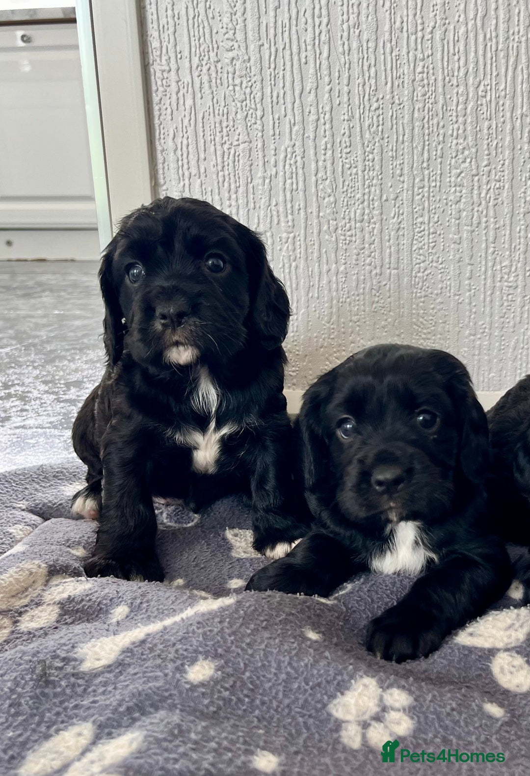 Cockalier dogs for sale: Cavalier x cocker spaniel puppies  - Image 6