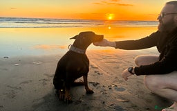 Dobermann dogs for sale: Doberman - Image 7