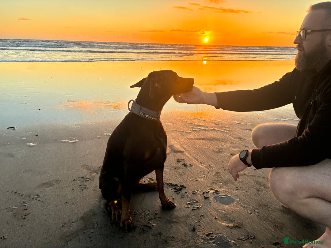 Dobermann dogs for sale: Doberman - Image 7