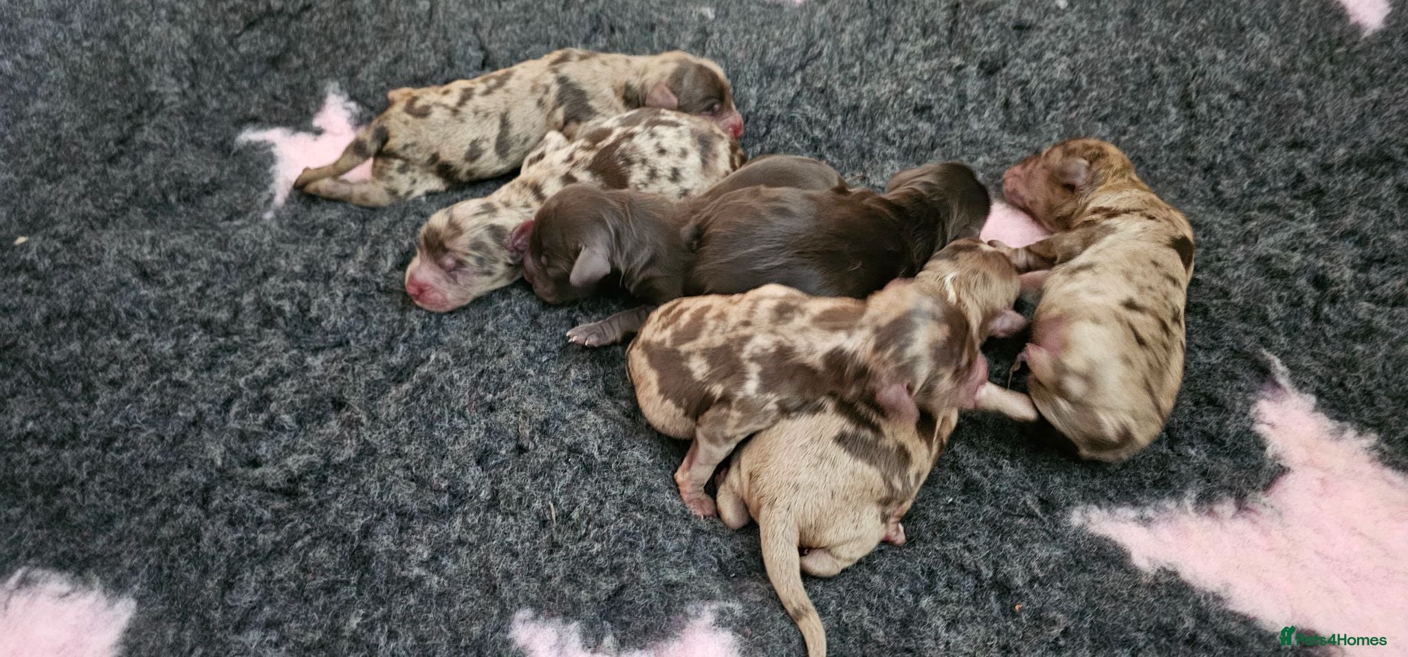 Cockapoo dogs Stunning litter of chocolate merle cockapoos - Advert 1