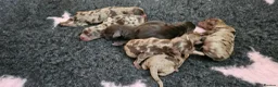 Cockapoo dogs for sale: Stunning litter of chocolate merle cockapoos - Advert 1