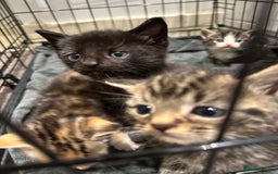 Domestic Shorthair cats for sale: Kittens - Image 15
