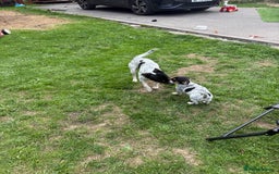 Jack Russell dogs for sale: 🐾Jack Russell Puppies🐾 - Image 39