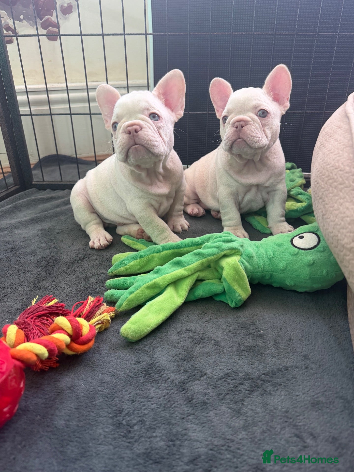 French Bulldog dogs for sale: New Shades Puppies/ DNA 🧬 Tested Parents  - Advert 2