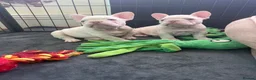 French Bulldog dogs for sale: New Shades Puppies/ DNA 🧬 Tested Parents  - Advert 4