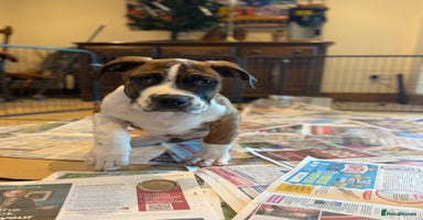 Boerboel dogs Ysterberg line Boerboel puppies  - Advert 8