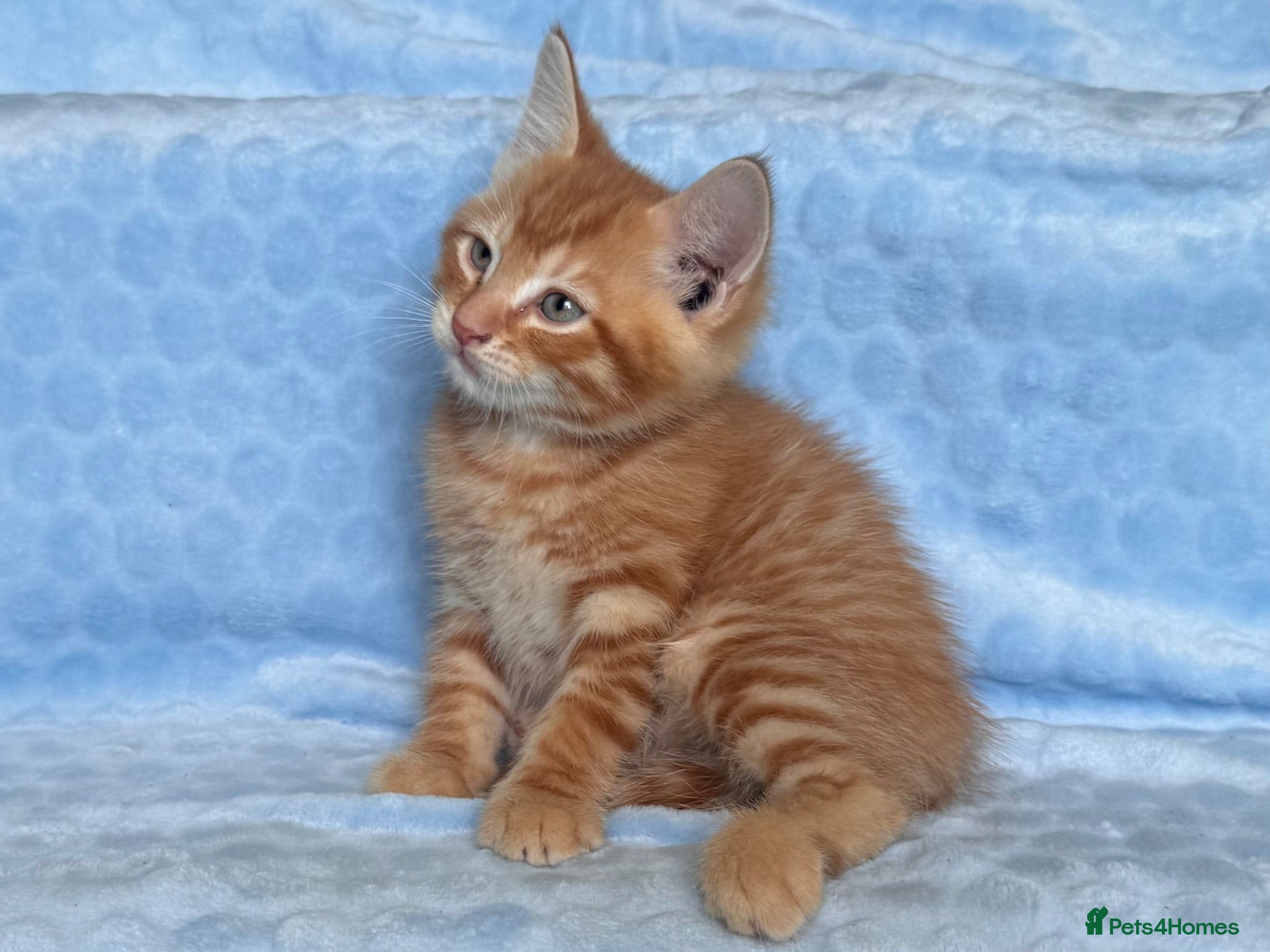 Mixed Breed cats BSH x Maine coon kittens (various prices) - Advert 2