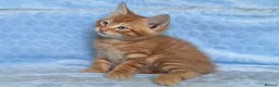 Mixed Breed cats for sale: BSH x Maine coon kittens (various prices) - Advert 9