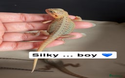 Bearded Dragon reptiles for sale: Baby bearded dragons  - Image 4