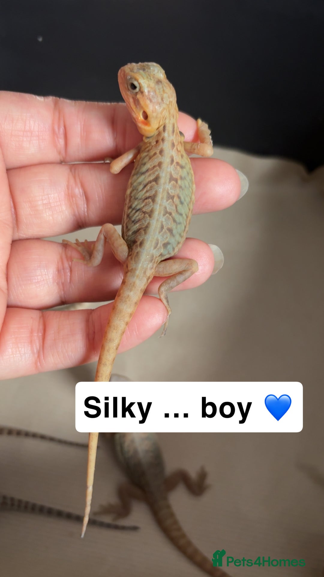 Bearded Dragon reptiles for sale: Baby bearded dragons  - Image 4