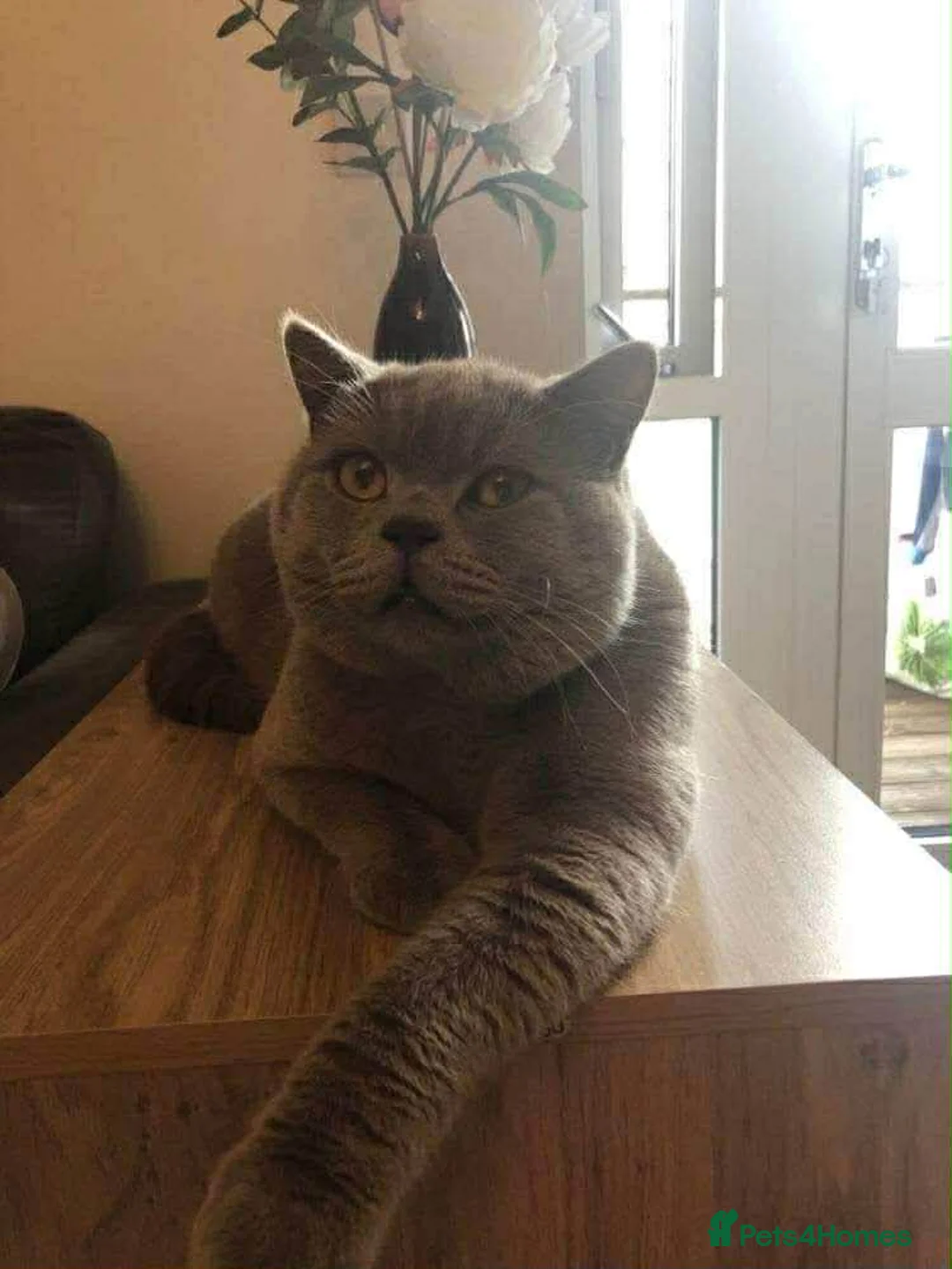 British Shorthair cats for sale: lilac british shorthair male - Advert 14