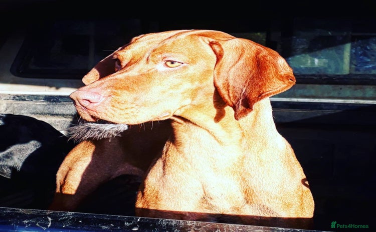 Hungarian Vizsla dogs - Advert 1