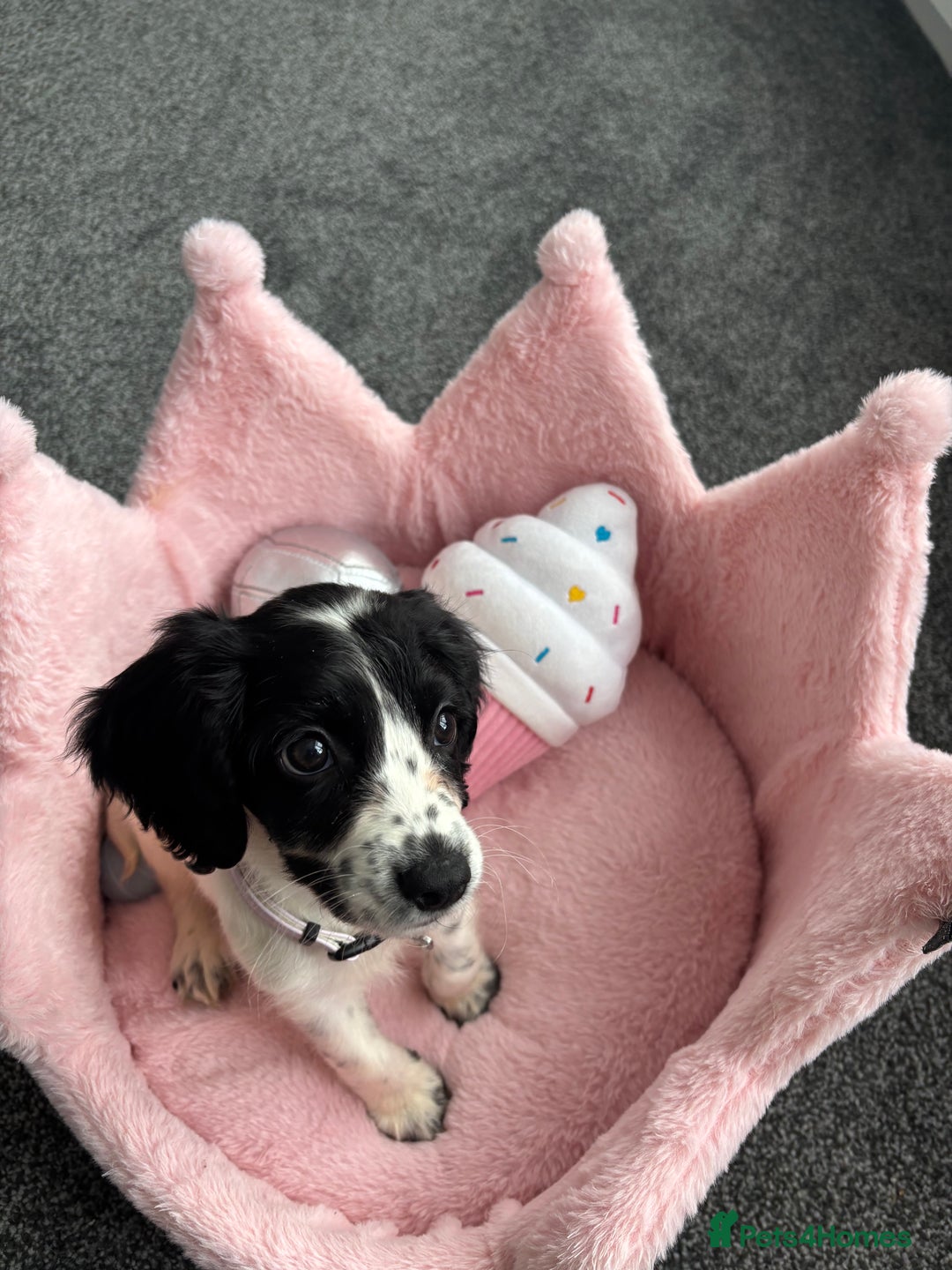 Cocker Spaniel dogs for sale: Cocker spaniel - Image 1