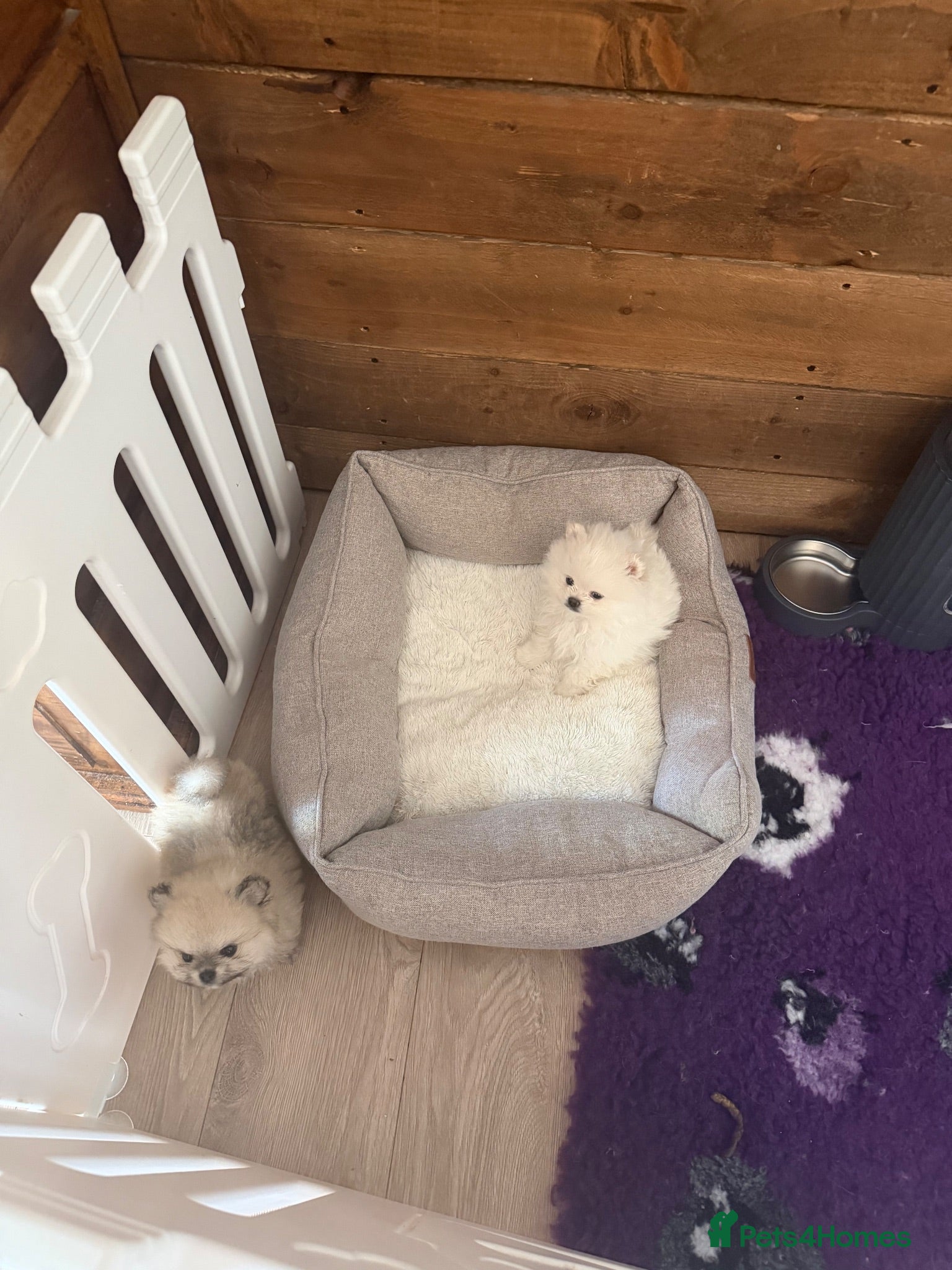 Pomeranian dogs Teddy Bear Faced Pomeranians  - Advert 12
