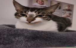 Mixed Breed cats for sale: 2 cats to be rehomed - Image 1