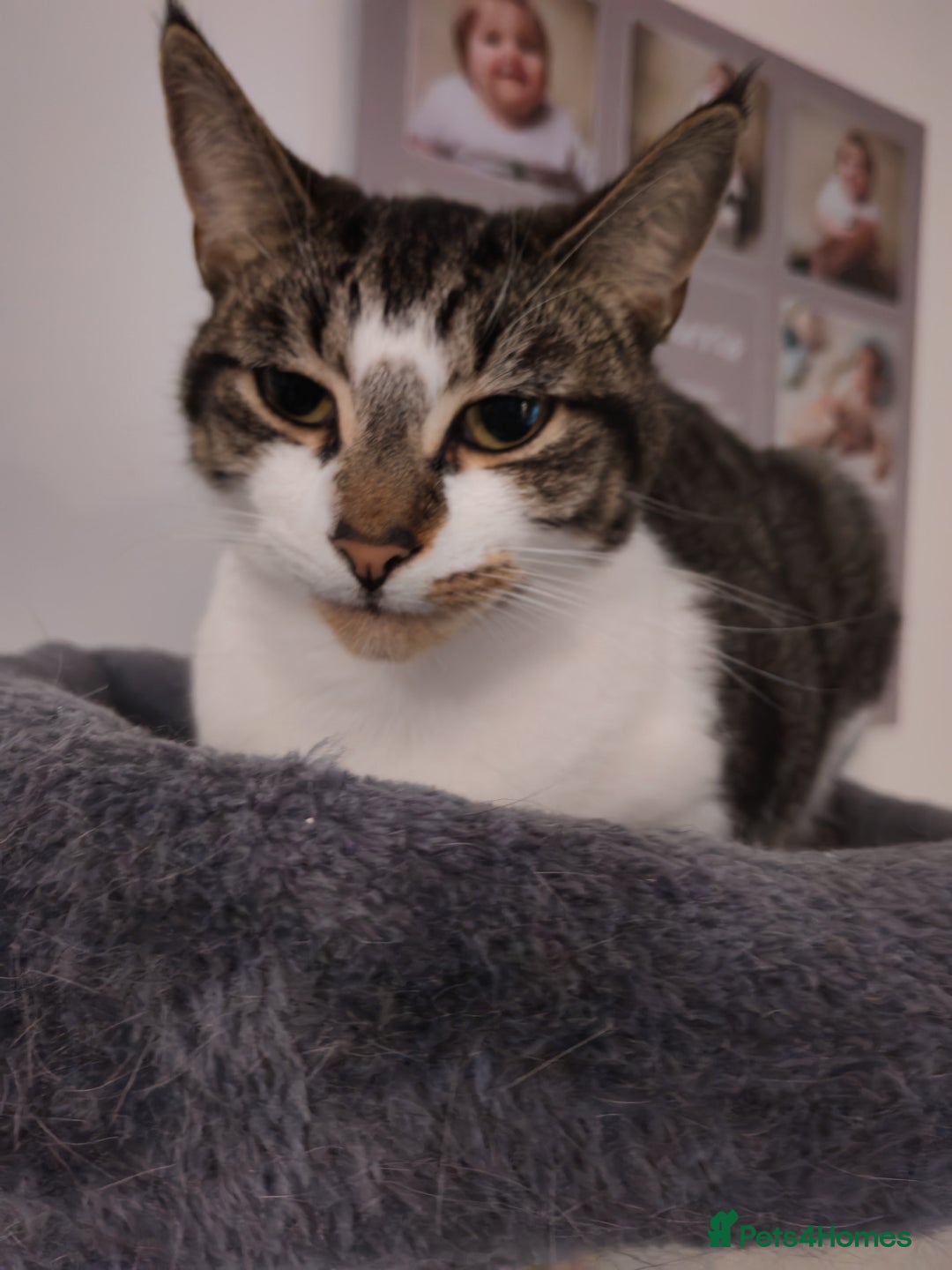 Mixed Breed cats for sale: 2 cats to be rehomed - Image 1