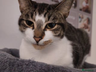 Mixed Breed cats - Advert 22