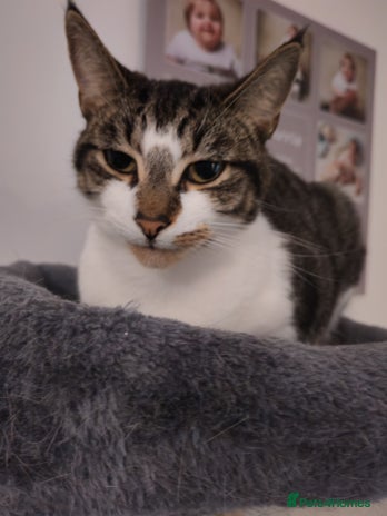 Mixed Breed cats - Advert 13