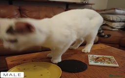 Domestic Shorthair cats for sale: 1 YO Male Free & 2x Male Kittens Available. - Image 3