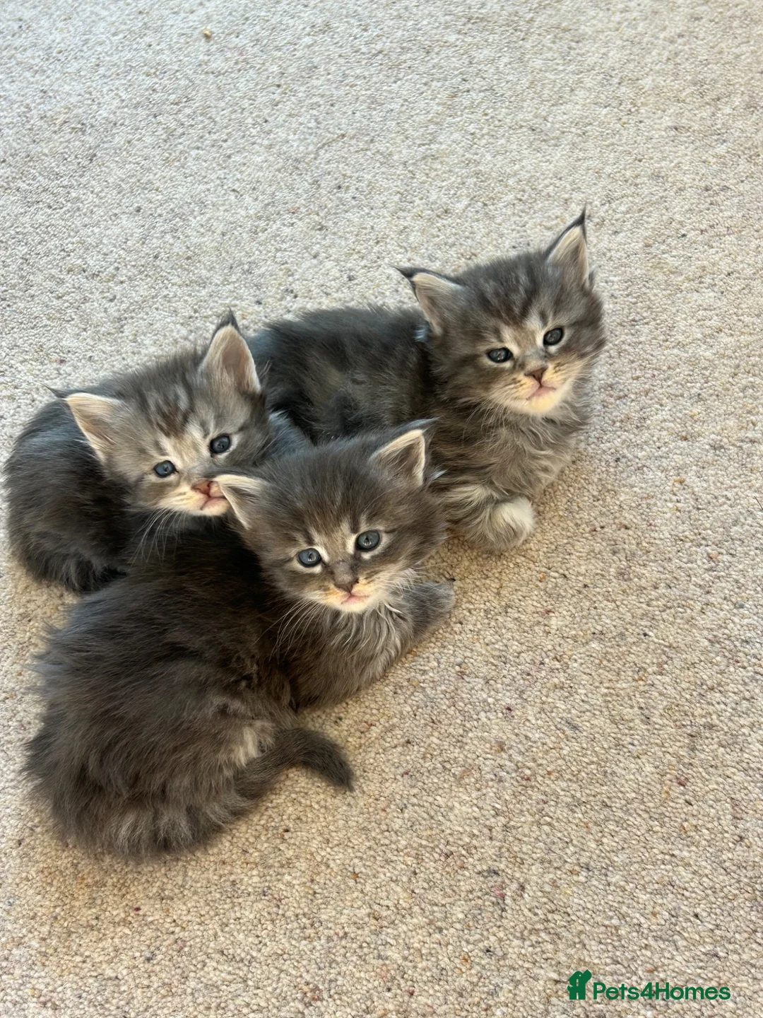 Maine Coon cats for sale: Maincoones kittens in Ruthin - Advert 7