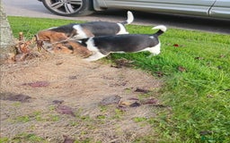 Beagle dogs for sale: Genuine Foot Beagles - Image 17