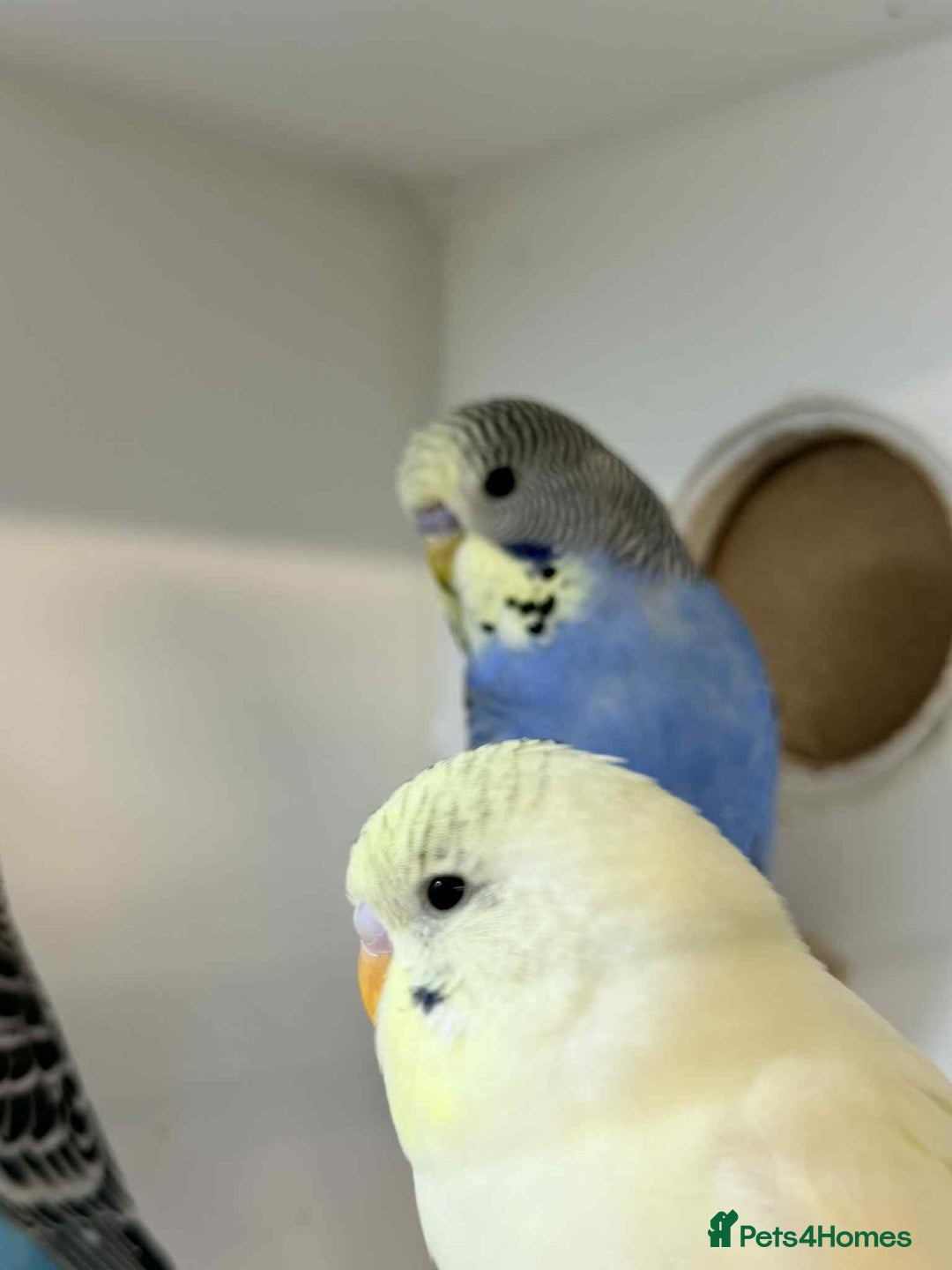 Budgerigars birds for sale: Baby Budgies 8 weeks old  - Advert 4