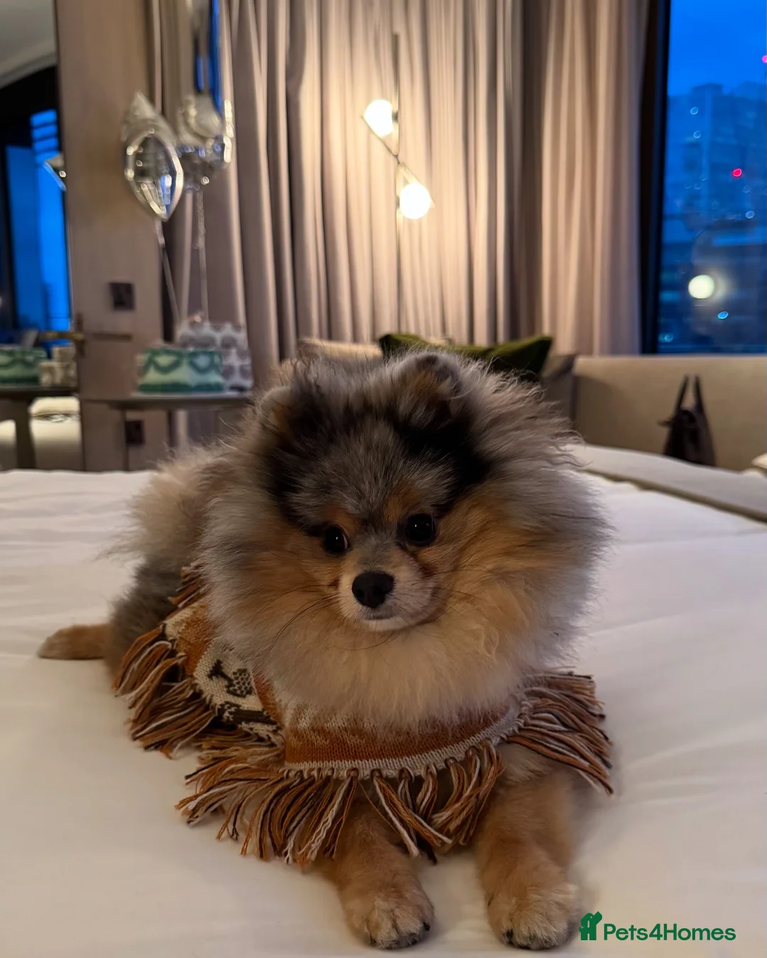 Pomeranian dogs for stud: Rare Blue & Tan Merle Pomeranian Stud – London  - Advert 15