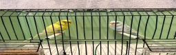 Budgerigars birds for sale: Breeding pair of budgies and one female budgie - Advert 7