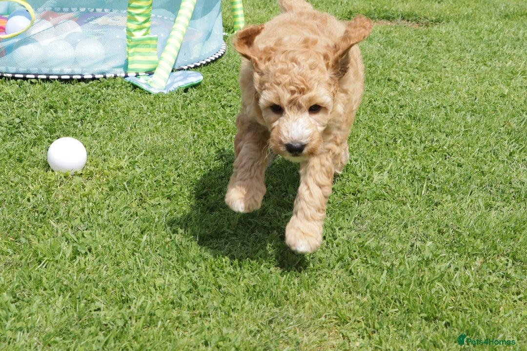Cockapoo dogs for sale: Beautiful Cockapoo puppies for sale - Image 4