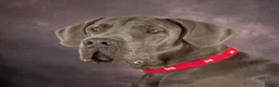 Great Dane dogs for sale: Beautiful KC Great Dane puppies  - Advert 2