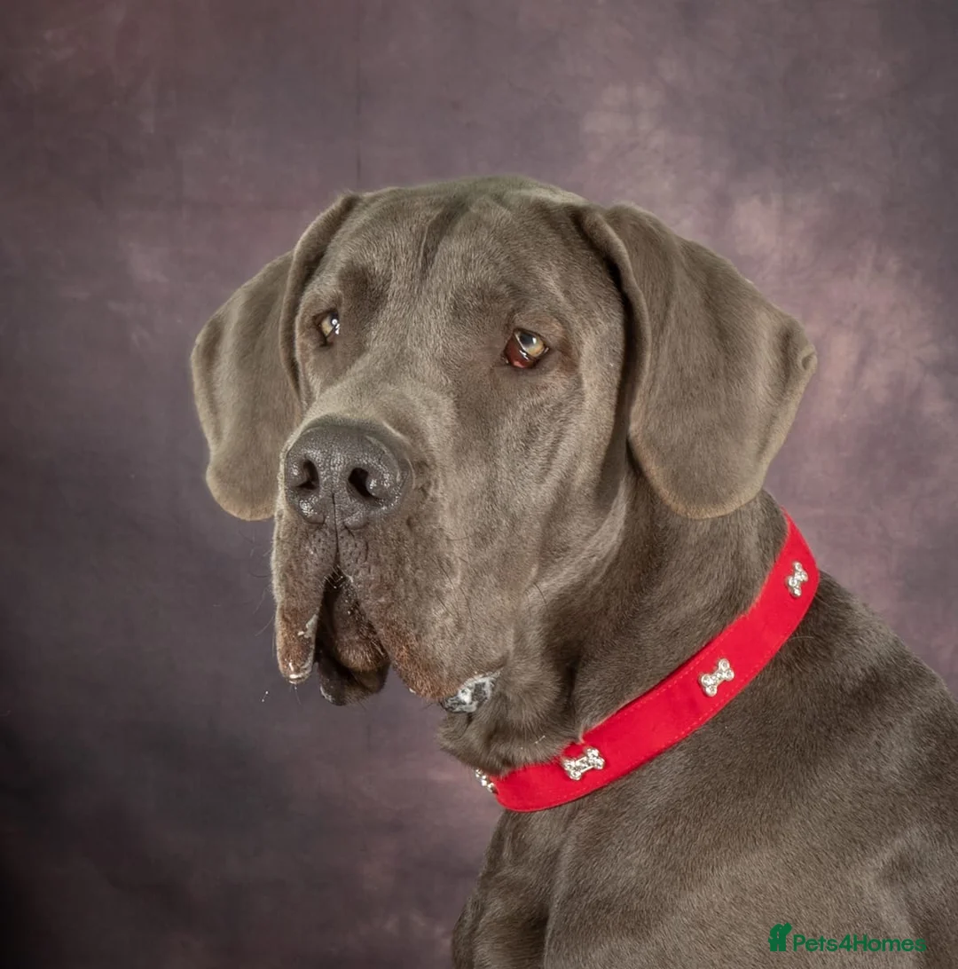 Great Dane dogs for sale: Beautiful KC Great Dane puppies  - Advert 2