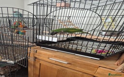 Parakeets birds for sale: Indian ringneck & Derbyan Parrot - Image 6