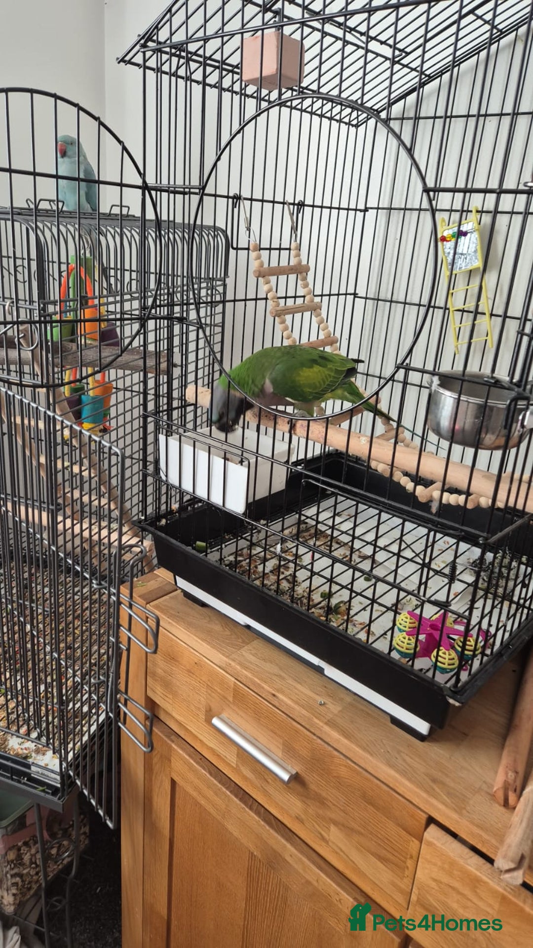 Parakeets birds for sale: Indian ringneck & Derbyan Parrot - Image 6