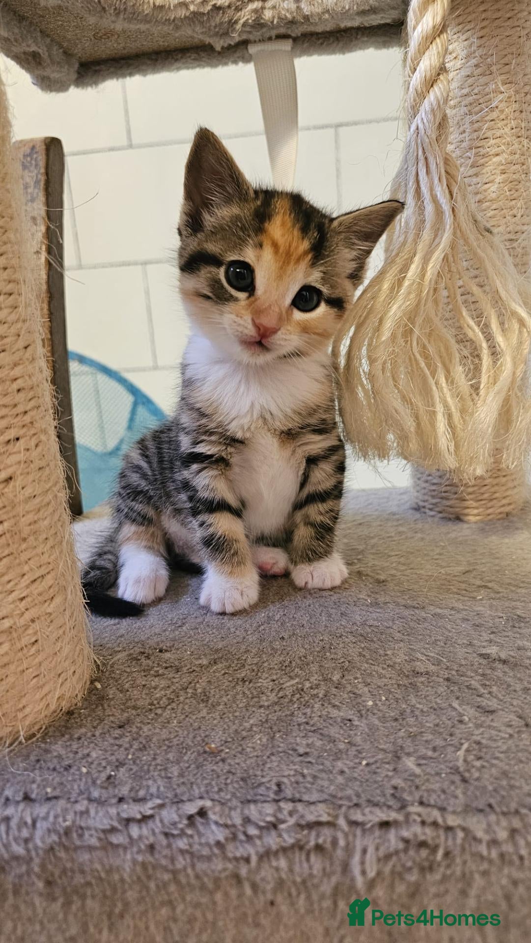 Mixed Breed cats 4 Gorgeous Female Kittens - Advert 1