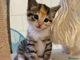 Mixed Breed cats 4 Gorgeous Female Kittens - Advert 1