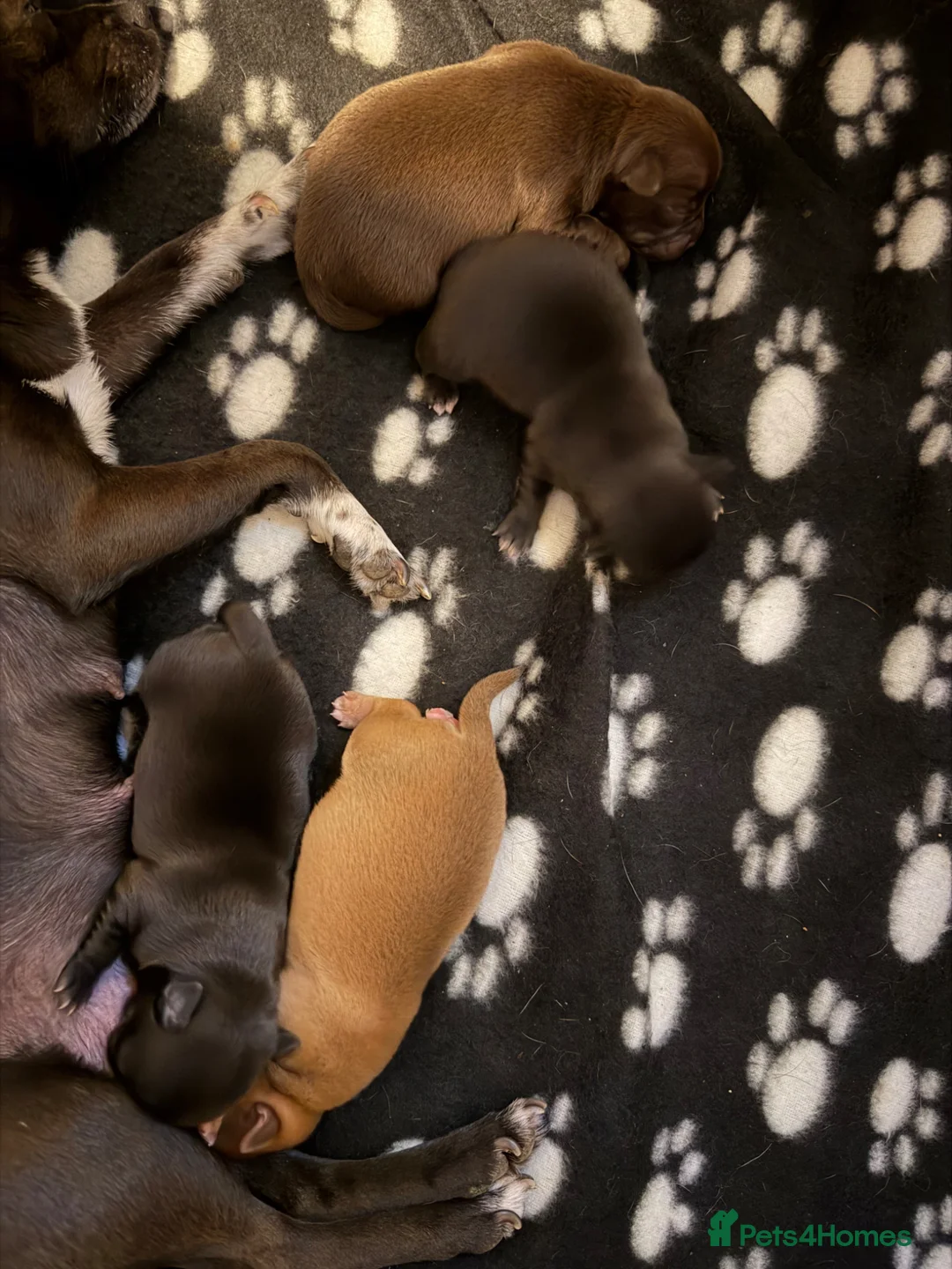 Chihuahua dogs for sale: Baby Chihuahuas - expression of interest - Advert 2