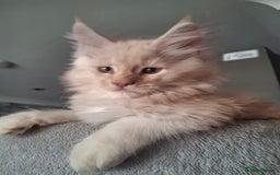 Maine Coon cats for sale: Gorgeous kittens  - Image 13