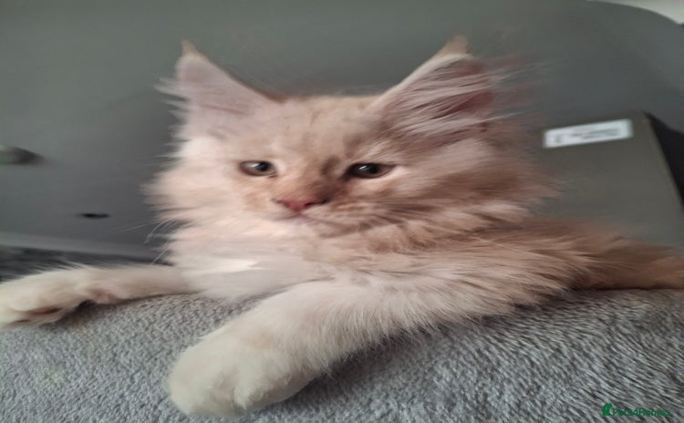 Maine Coon cats - Advert 2
