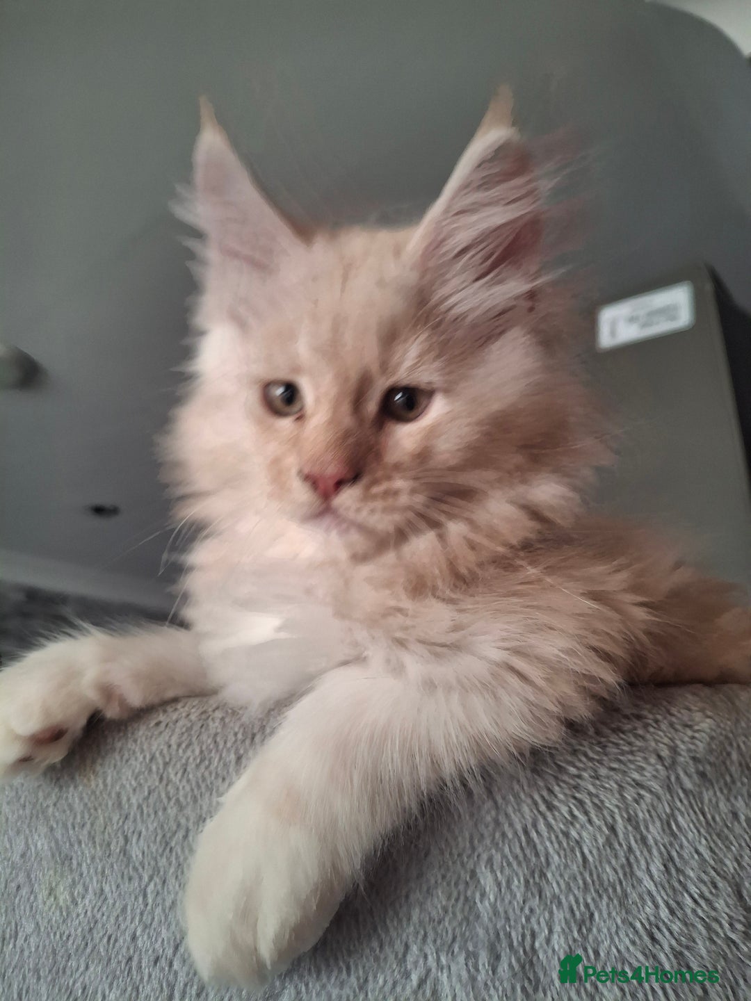 Maine Coon cats for sale: Gorgeous kittens  - Image 13