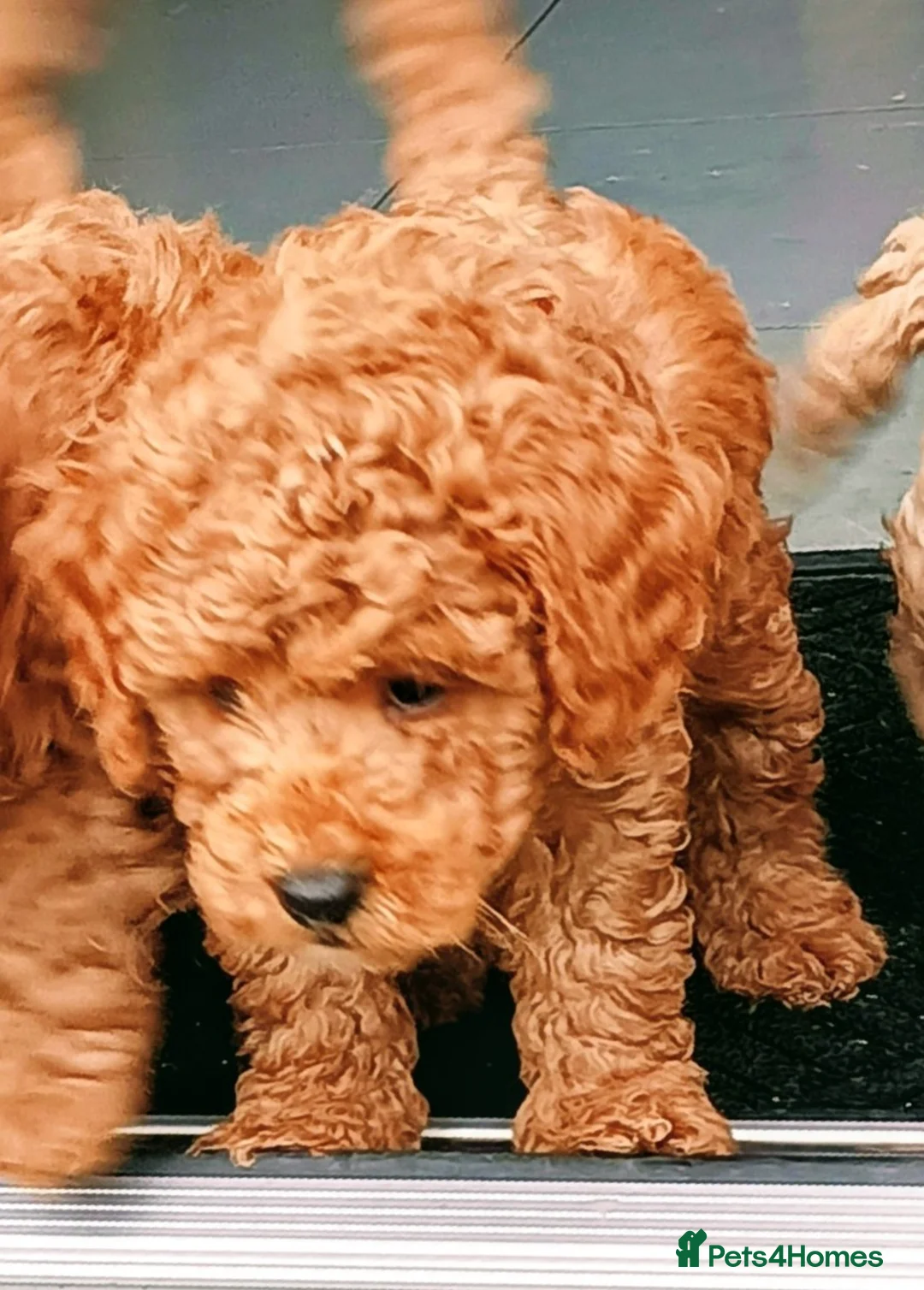 Cockapoo dogs for sale: cockapoo small miniature / toy  - Advert 2